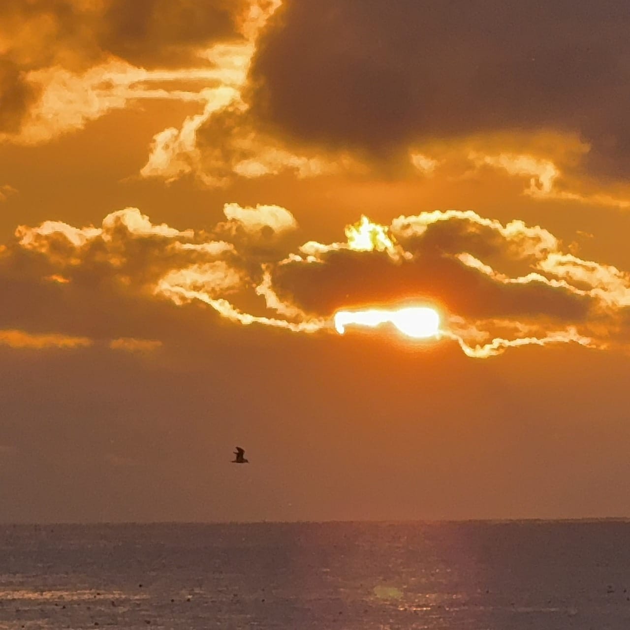 謹賀新年♪ 2026-01-16 15:09:10 | Honey Bee(ハニービー)店長ブログ