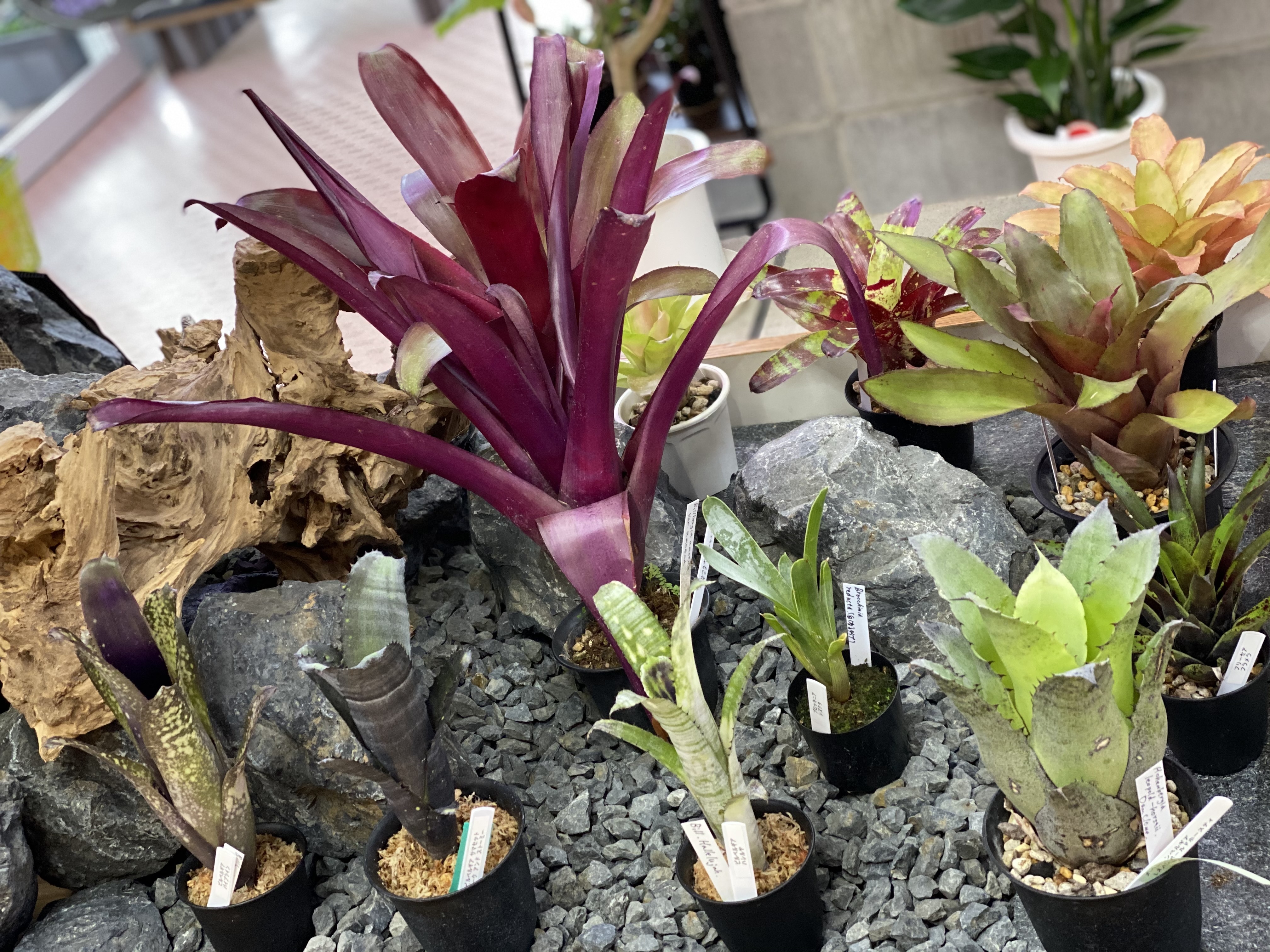 植物販売 回収 訪問診療 新潟市西区の造園工事はリトルリーフ小葉まで