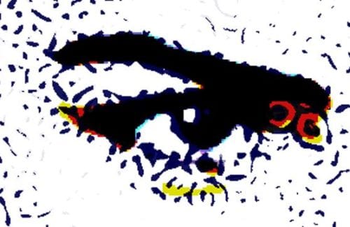 10-Floral-Hextile-Mix