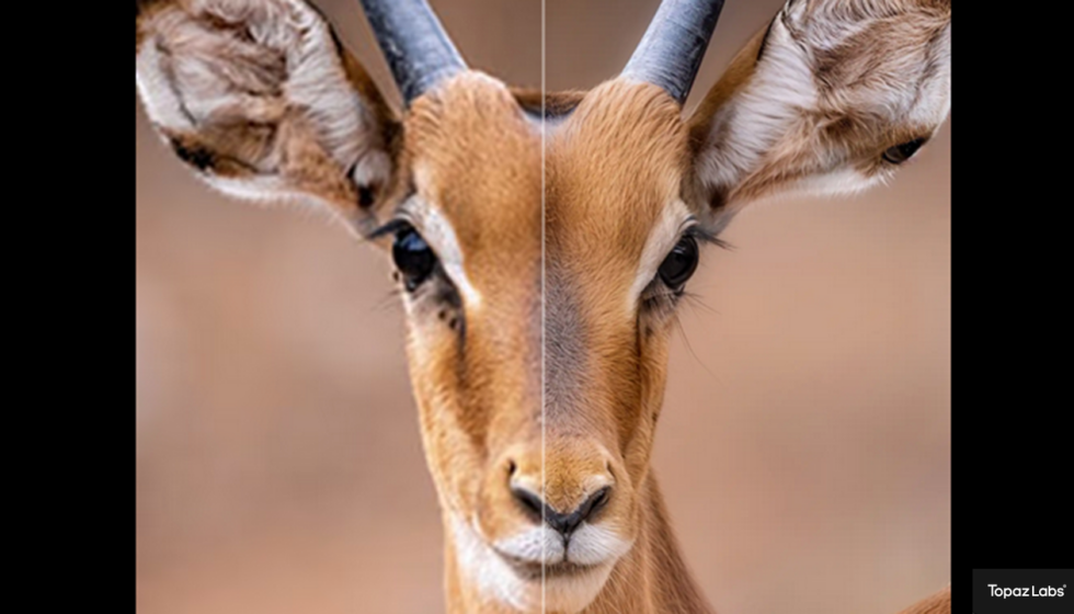 topaz_gigapixel_inthefield