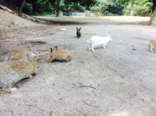 島のうさぎ