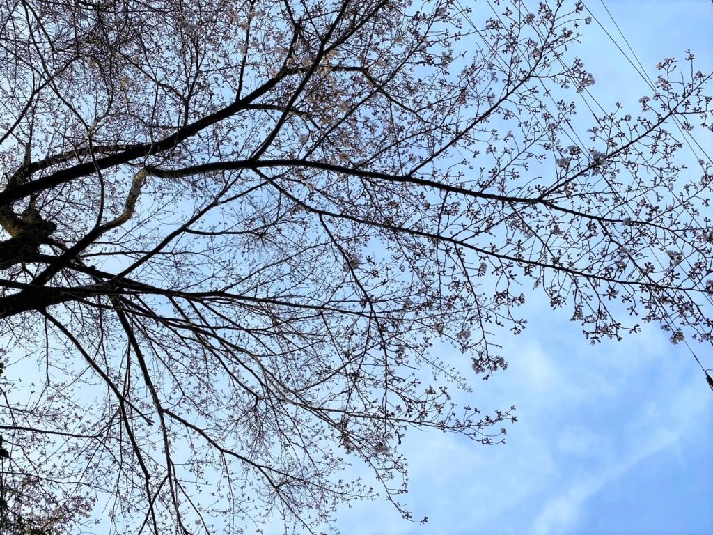 桜