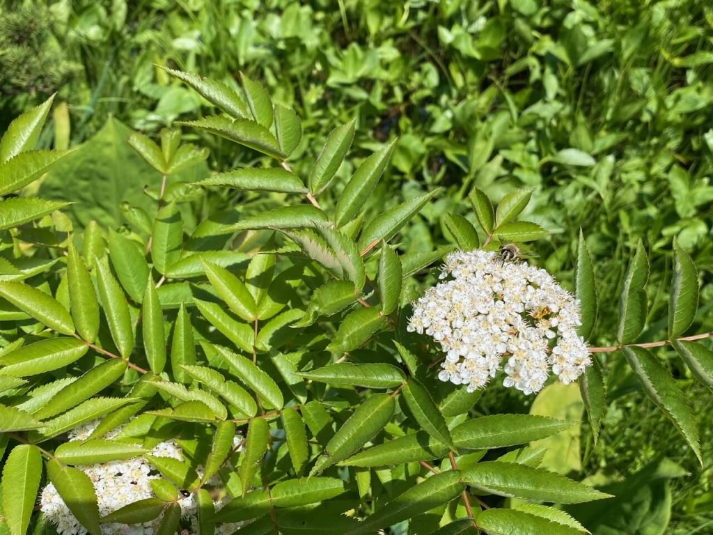 花1