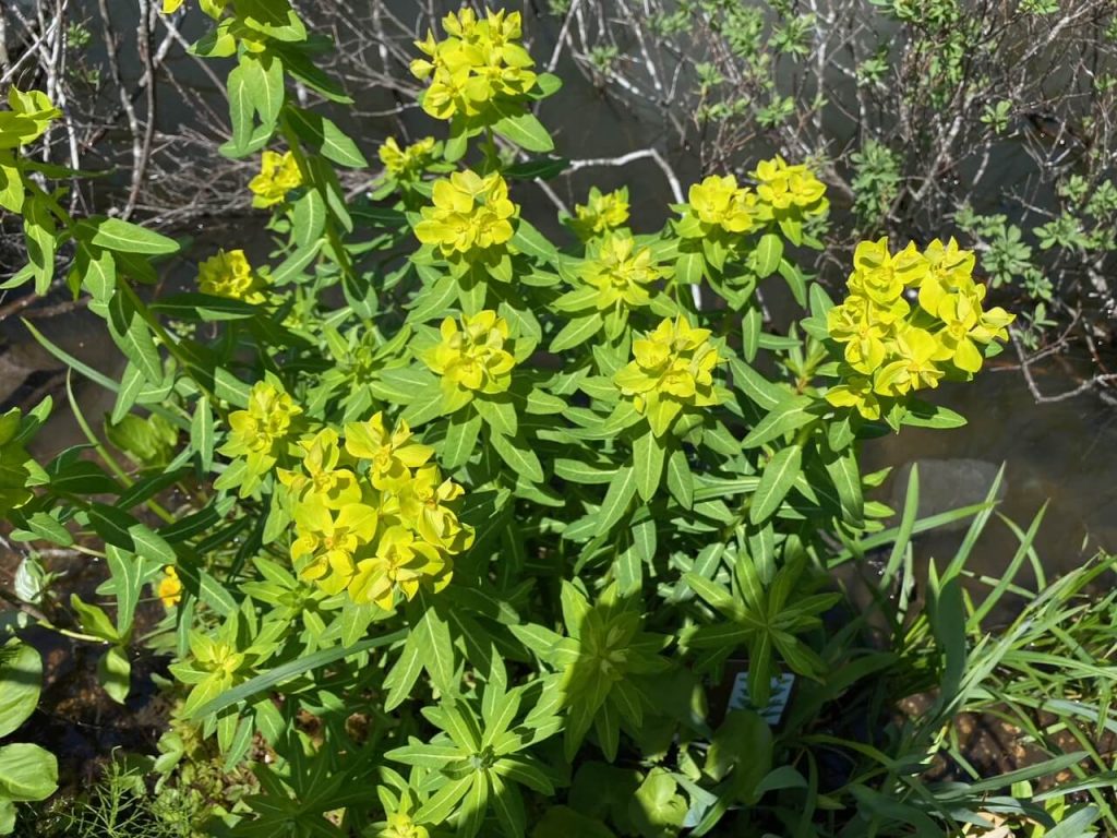 花2