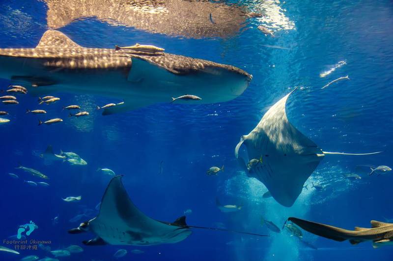 DMM Kariyushi水族館