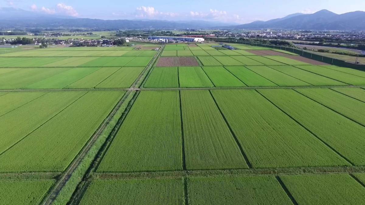 5年「くらしを支える食糧生産＋米作り（庄内平野）」指導案（単元計画・ワ…