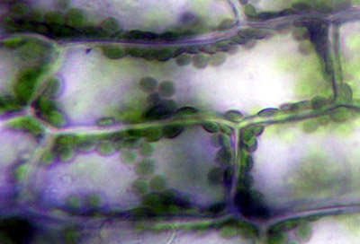 観察3 オオカナダモの細胞