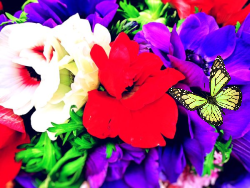 鮮やか花