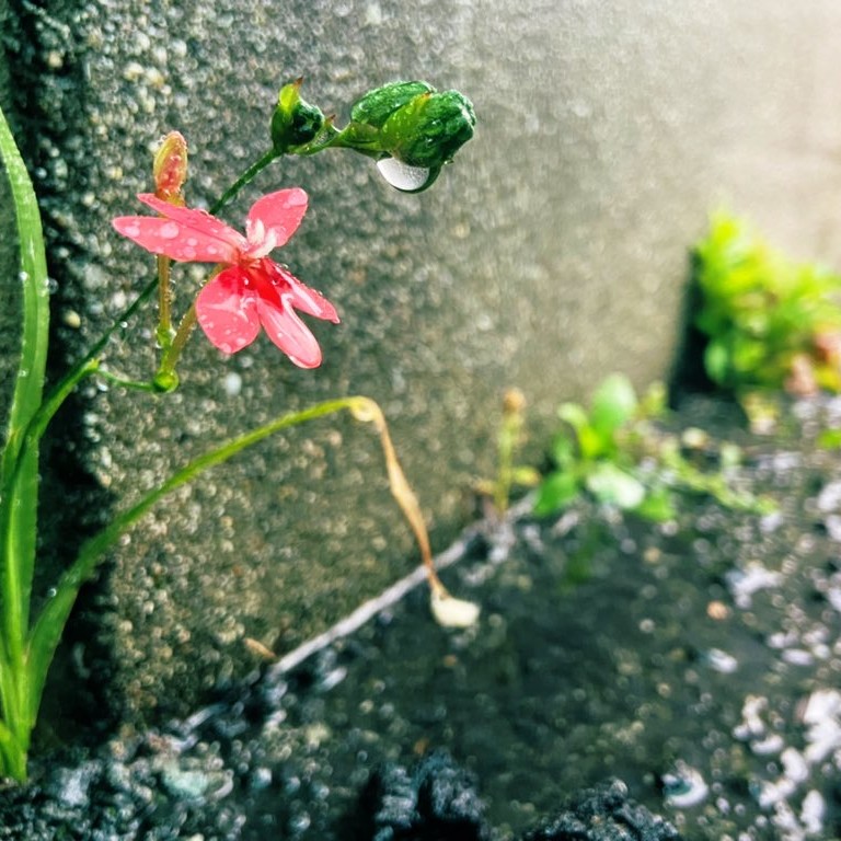 葵
