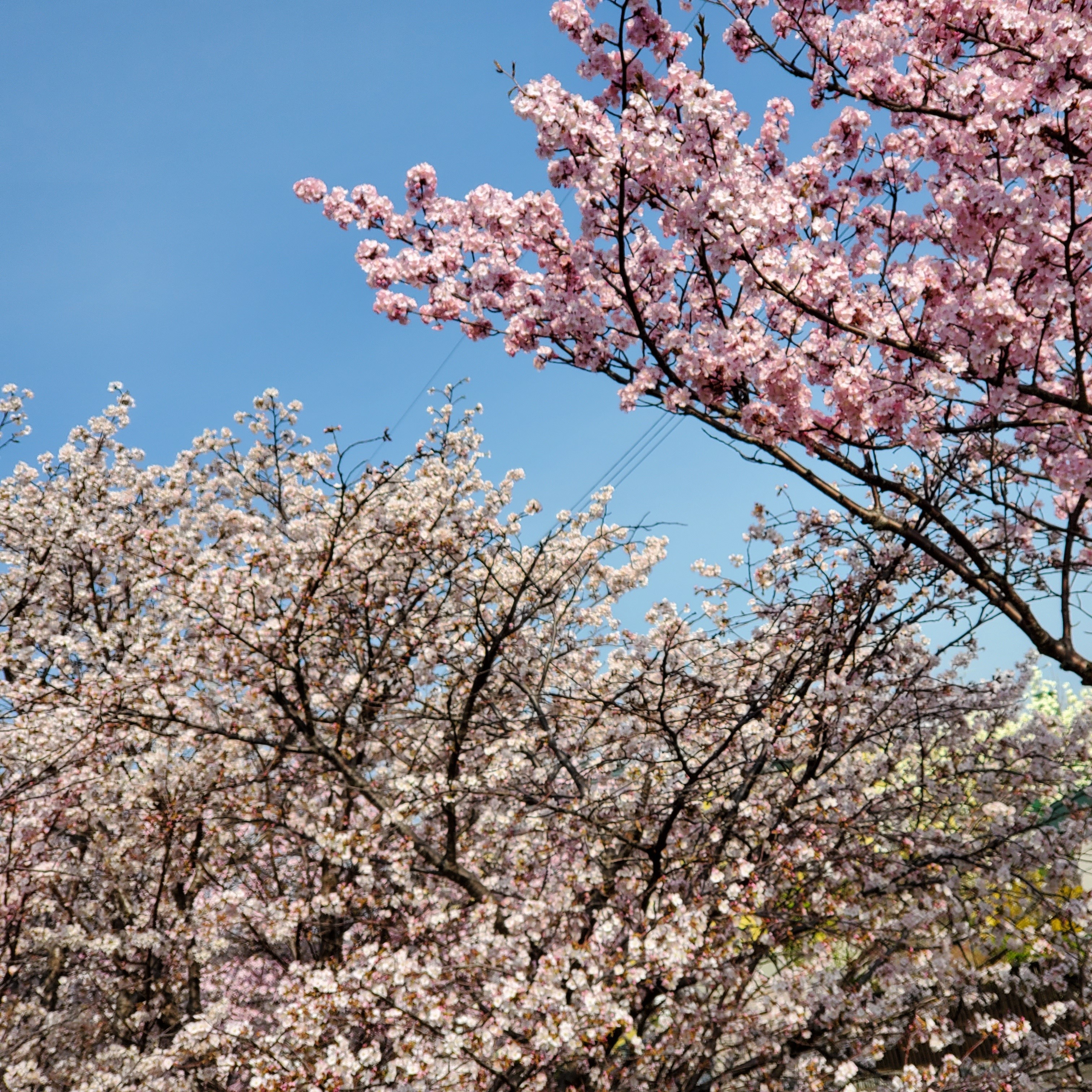 夢小説対応 簡単オシャレな創作サイト作成サービス フォレストページ