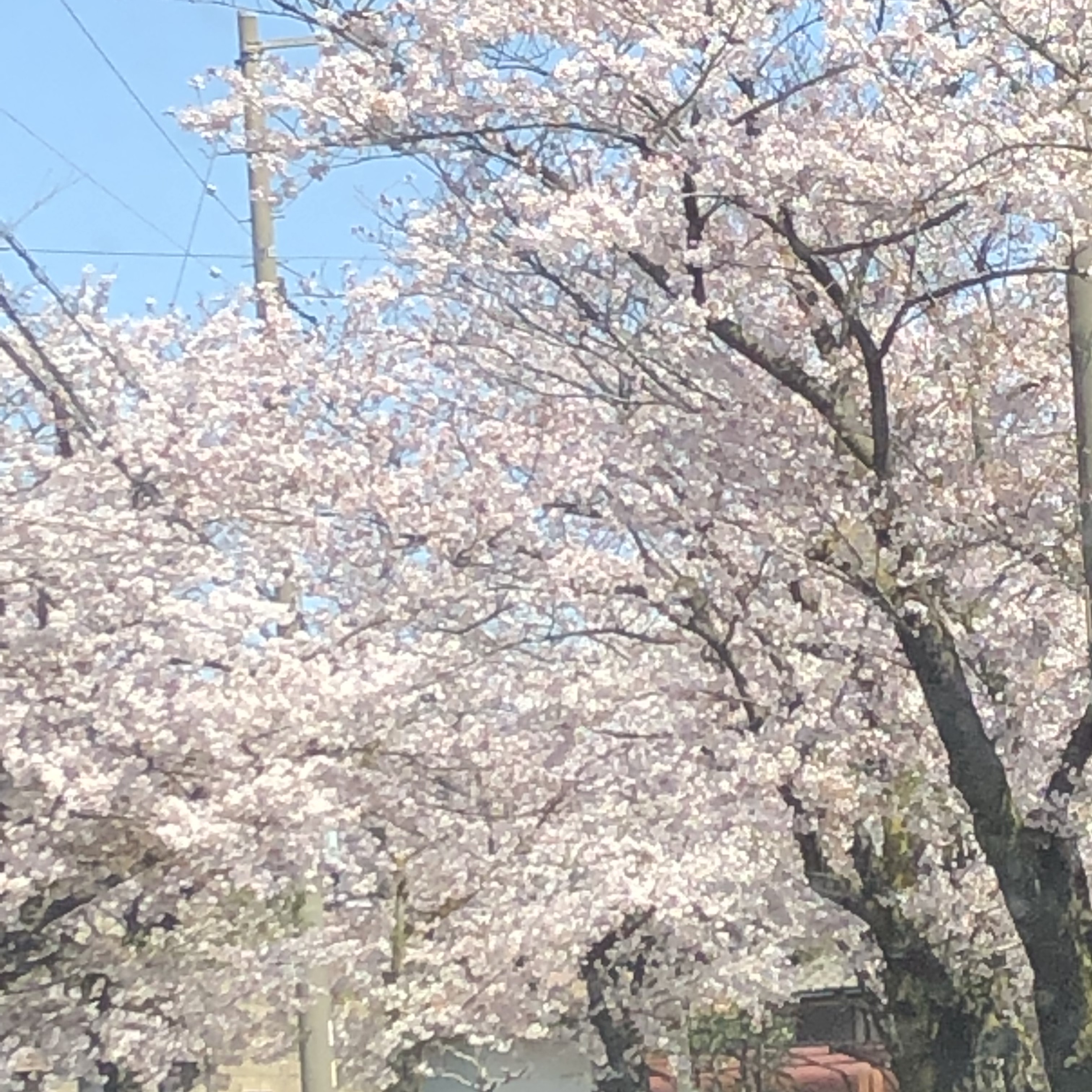 猫桜