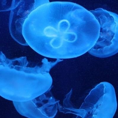 スイソウ管理人