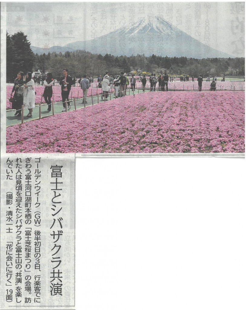 170504山日富士と芝桜