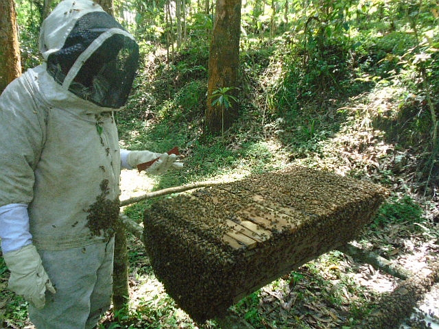 養蜂箱の内検作業風景。撮影は以前のもの。今回は撮影どころではなかった