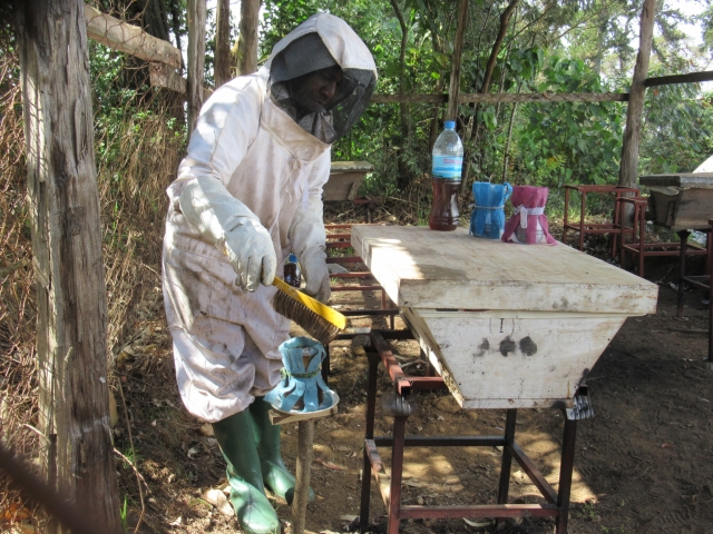 ミツバチを強群に育てるために給餌しています