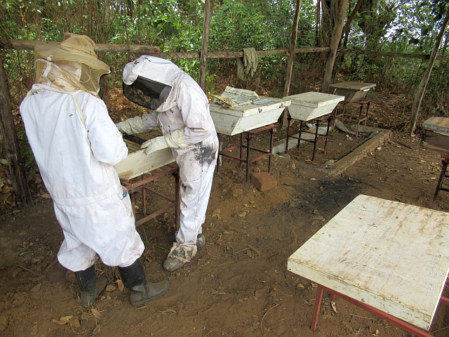どれどれ、ミツはあるかな？