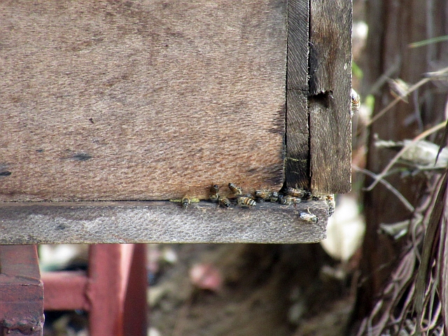 巣箱にできた隙間