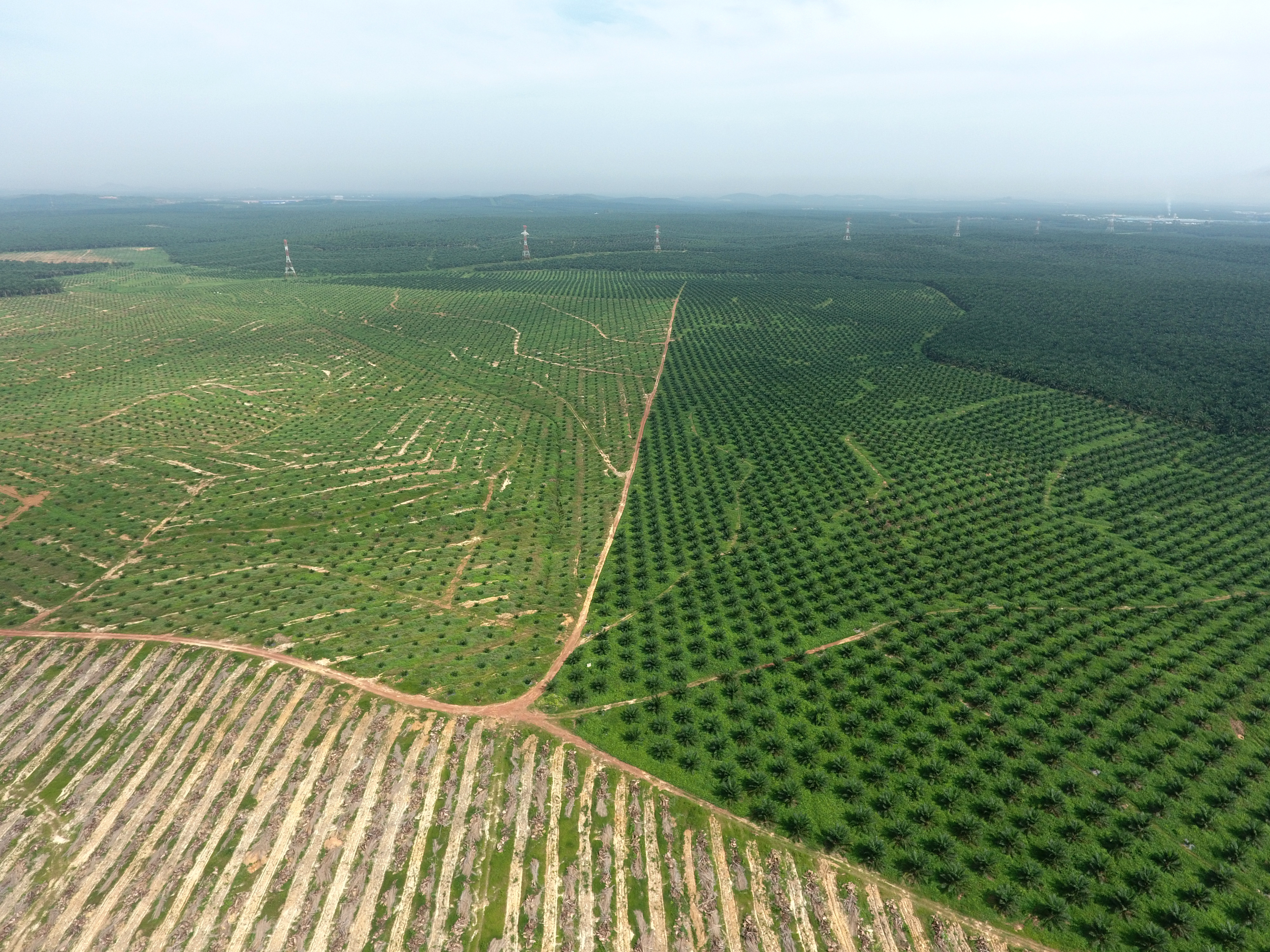 パームオイル用に植えられたアブラヤシのプランテーション