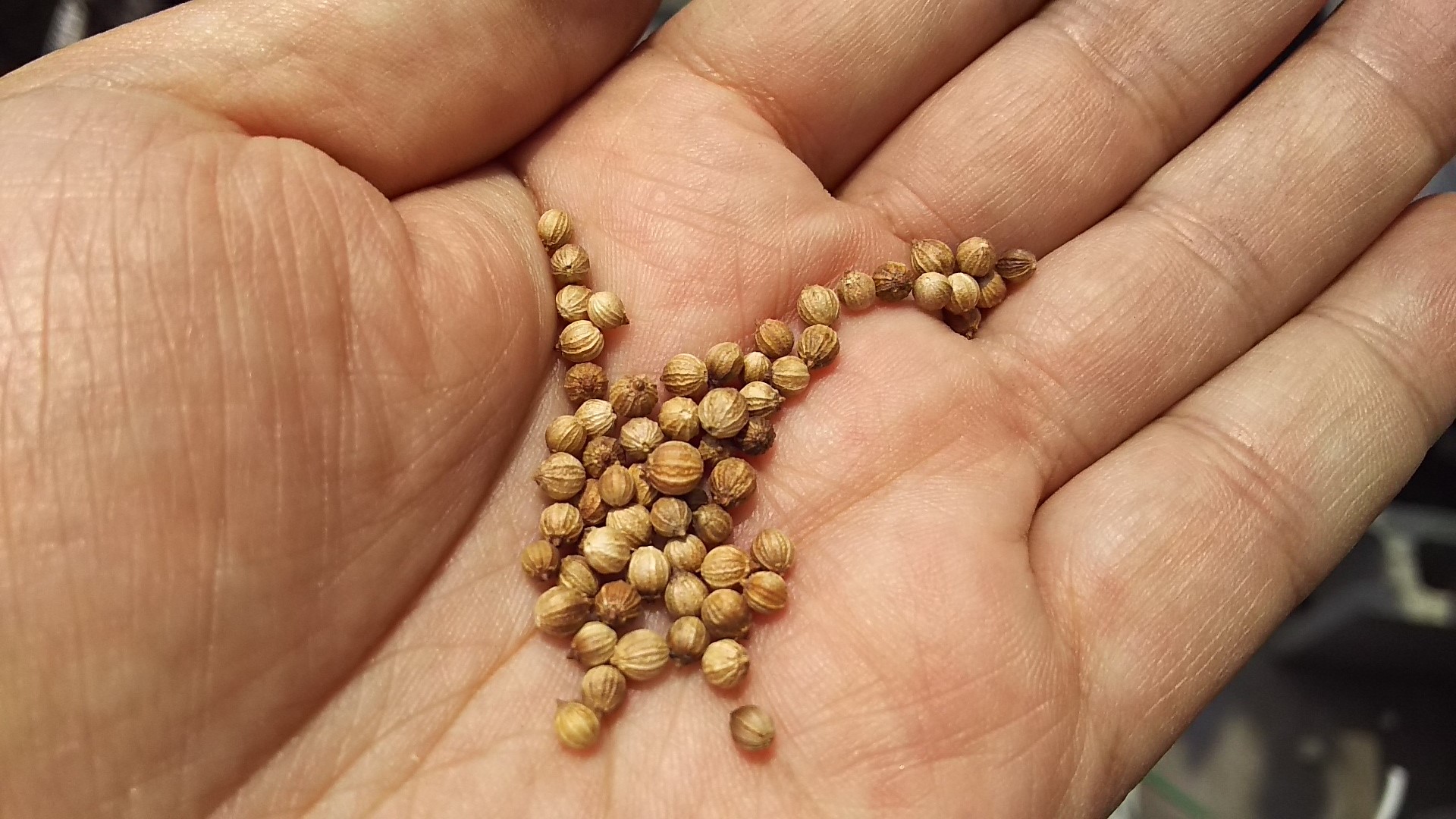 追いパクチー は自ら栽培が正解 超大盛りペヤング にも入れてみた Gp Part 2