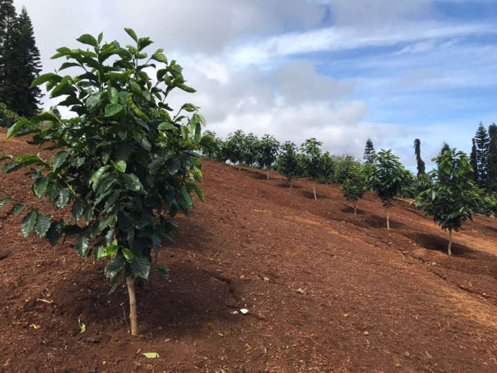甘くて香り高い 激レアなハワイの カウコーヒー 飲んでみたくない Gp