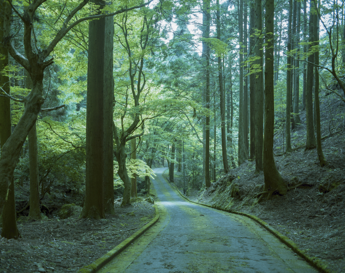 初夏の京都大原～古知谷阿弥陀寺／清々しい新緑と静寂に包まれる里山へ