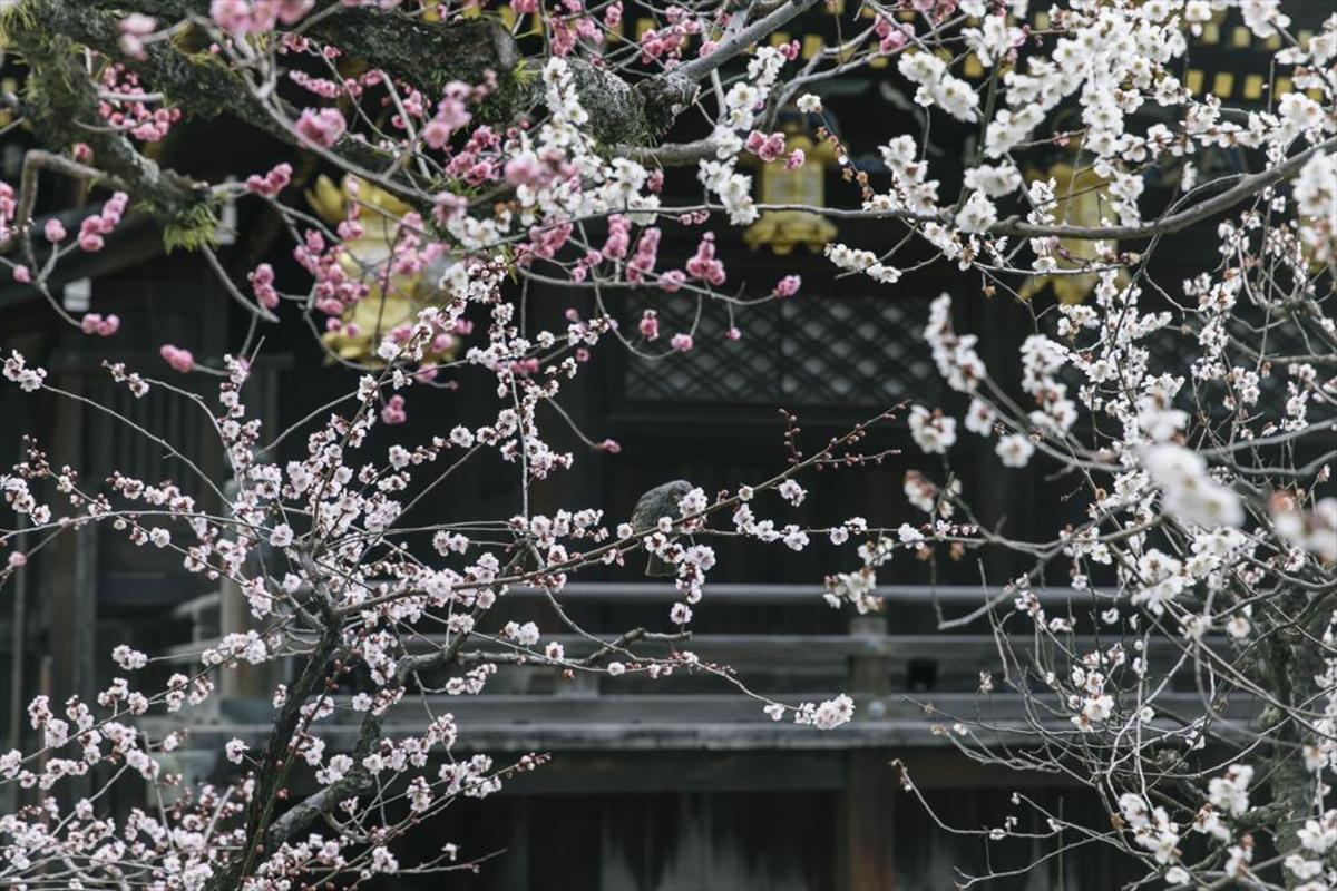 早春の京都 北野天満宮へ～梅の香に誘われて町あるき