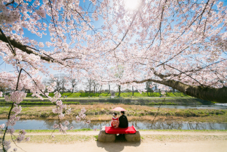 前撮り 京都 桜