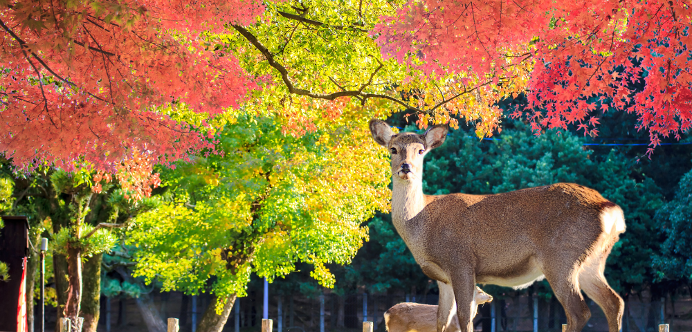奈良県