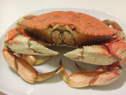 冬といえばカニ 食べられるかにの種類から 蟹の美味しい食べ方 おすすめの入手方法まで徹底解説 はらへり 冬といえばカニ 食べられるかにの種類から 蟹の美味しい食べ方 おすすめの入手方法まで徹底解説 はらへり