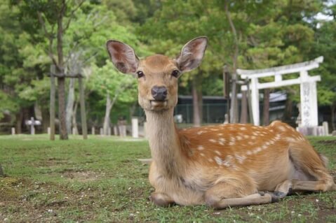 nara