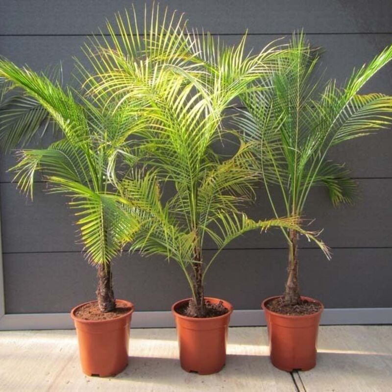 南国～ ブラジル姫ヤシ 180センチ（＾＾）