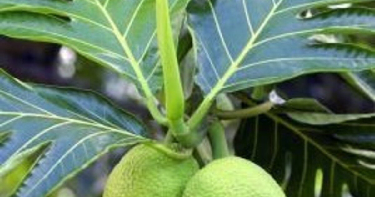 pannnoki.jpg?1692679091