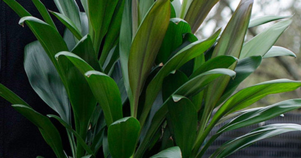 cordyline_glauca.png?1692682987