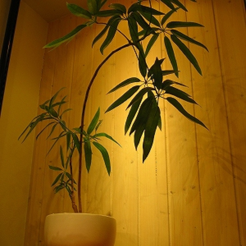 シェフレラ アンガスティフォリアの育て方！おすすめ3選もご紹介