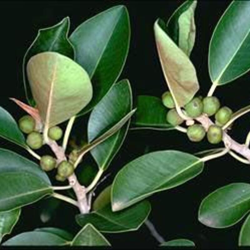 1ac8978de4374adc1bb85d022db620