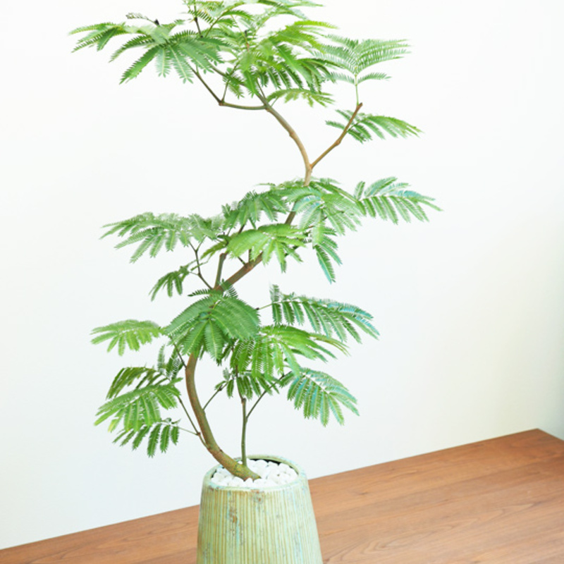 観葉植物】エバーフレッシュ