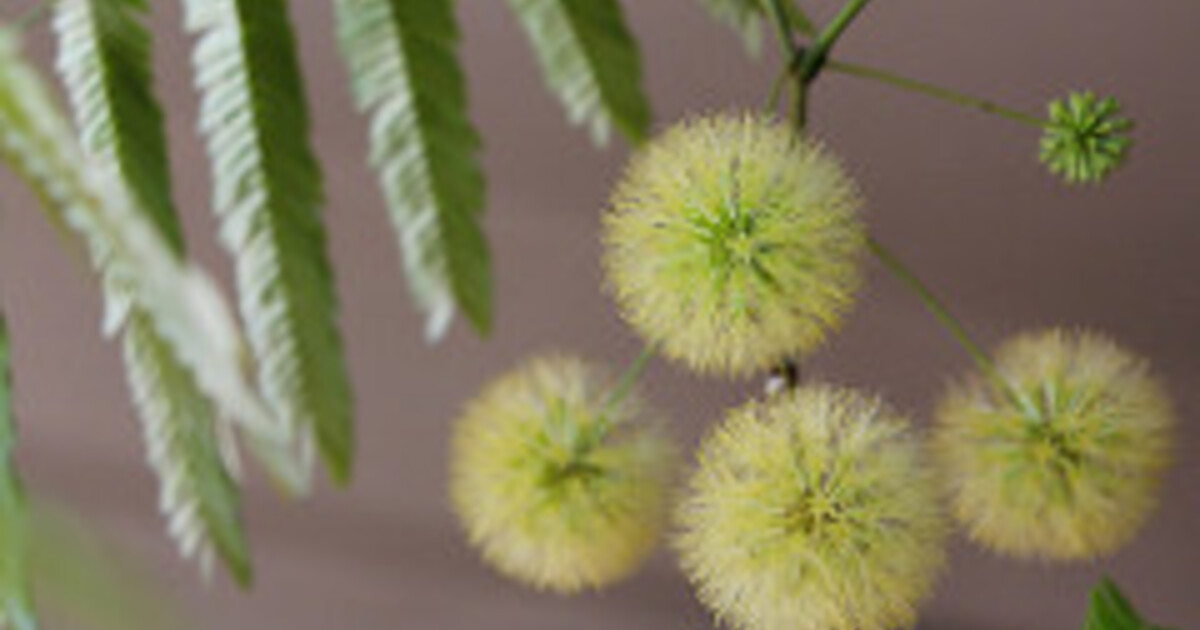 花芽❗️エバーフレッシュ　自然樹形 エバーフレッシュ 自然形の素敵なエバーフレッシュが入荷しました。 幹