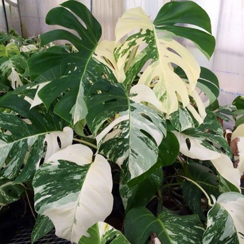 斑入りモンステラ　鉢植え　株分け　ホワイトムーン　ハーフ　観葉植物　インテリア 斑入りモンステラ 鉢植え 株分け ホワイトムーン ハーフ 観葉