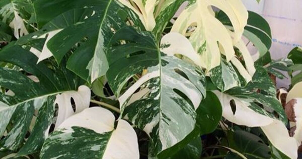 中型 モンステラ緑と白の斑入り 白多めから緑多めの葉が開いてきた斑入りのモンステラ - 私のモンステラ