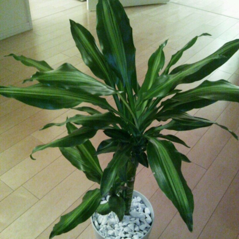 ドラセナ ジェレの育て方！花言葉や風水もご紹介 | ひとはなノート