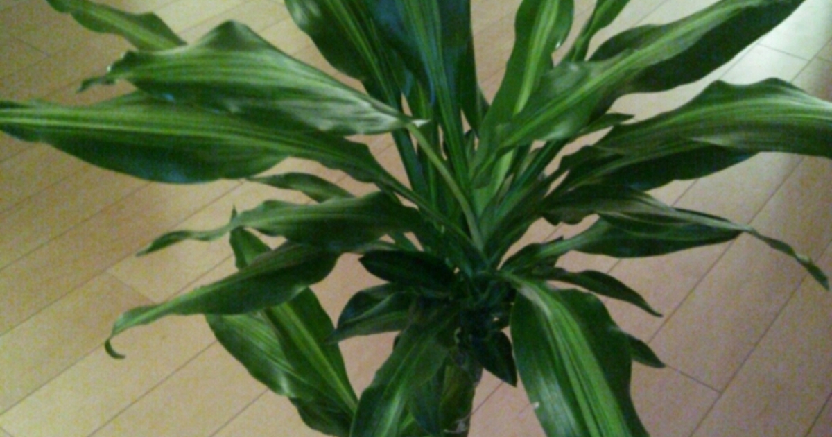 観葉植物 ドラセナ・ジェレ 2891e42159cb393151220f4805c77d
