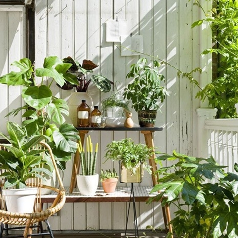 定番】屋外で楽しめる観葉植物は絶対これ！ | ひとはなノート