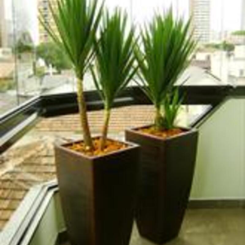 これが正解！ユッカの育て方とおすすめ商品 | ひとはなノート