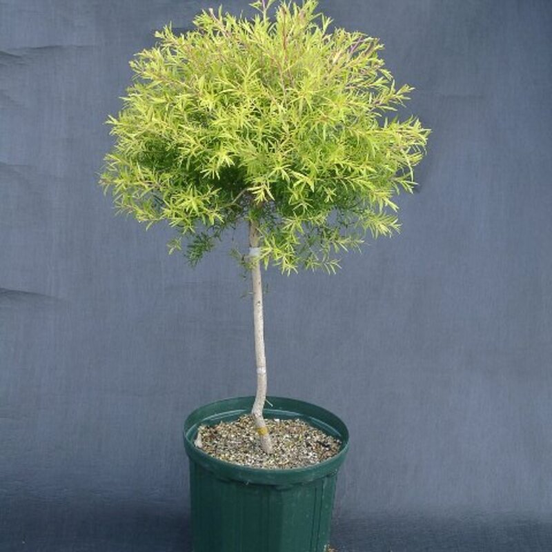 【現品】メラレウカ　 ティーツリー 苗 【レボリューションゴールド】 8号　Ⅰ 現品】メラレウカ ティーツリー 苗 【レボリューションゴールド】 8号