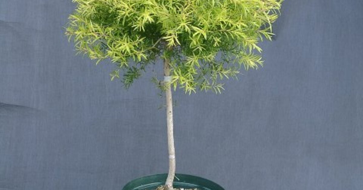 メラレウカ レボリューションゴールド 特大株 130cm❗美形 ティー