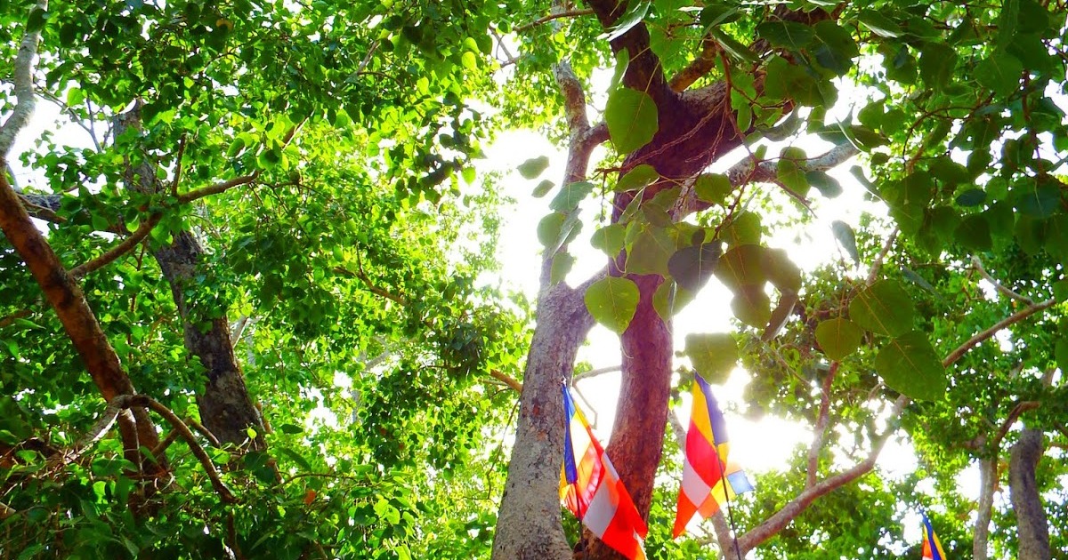 神聖な樹木 インドボダイジュの育て方 | ひとはなノート