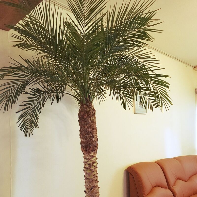 フェニックスロベレニーの育て方！おしゃれなギフトにおすすめの3選