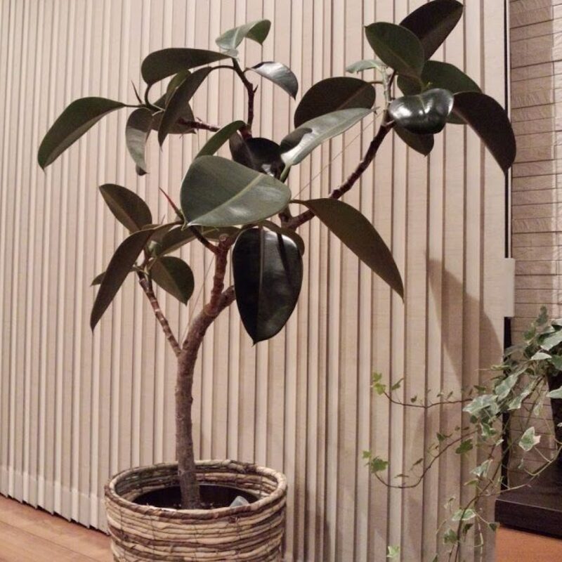 大人の魅力たっぷりなフィカスバーガンディの育て方 | ひとはなノート