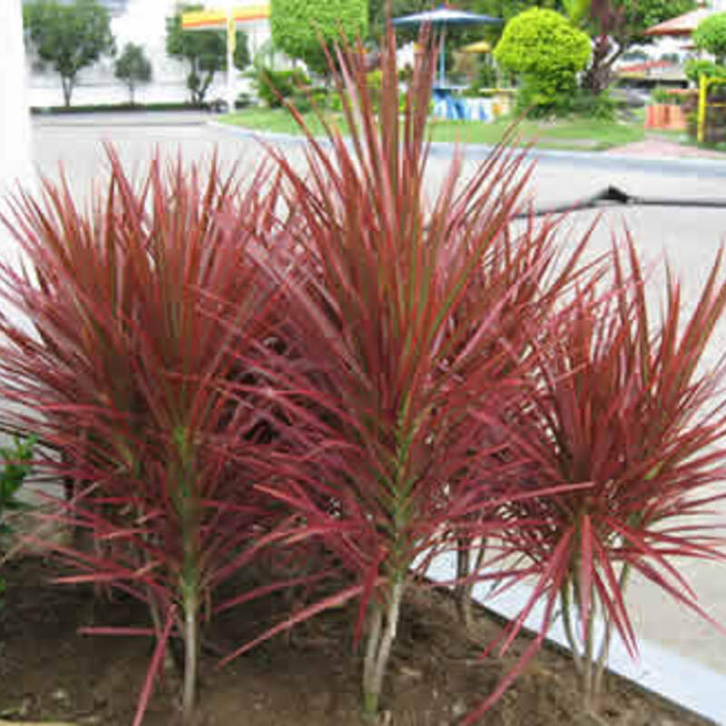 人気のドラセナ・レインボーの育て方！花言葉と風水まで | ひとはなノート