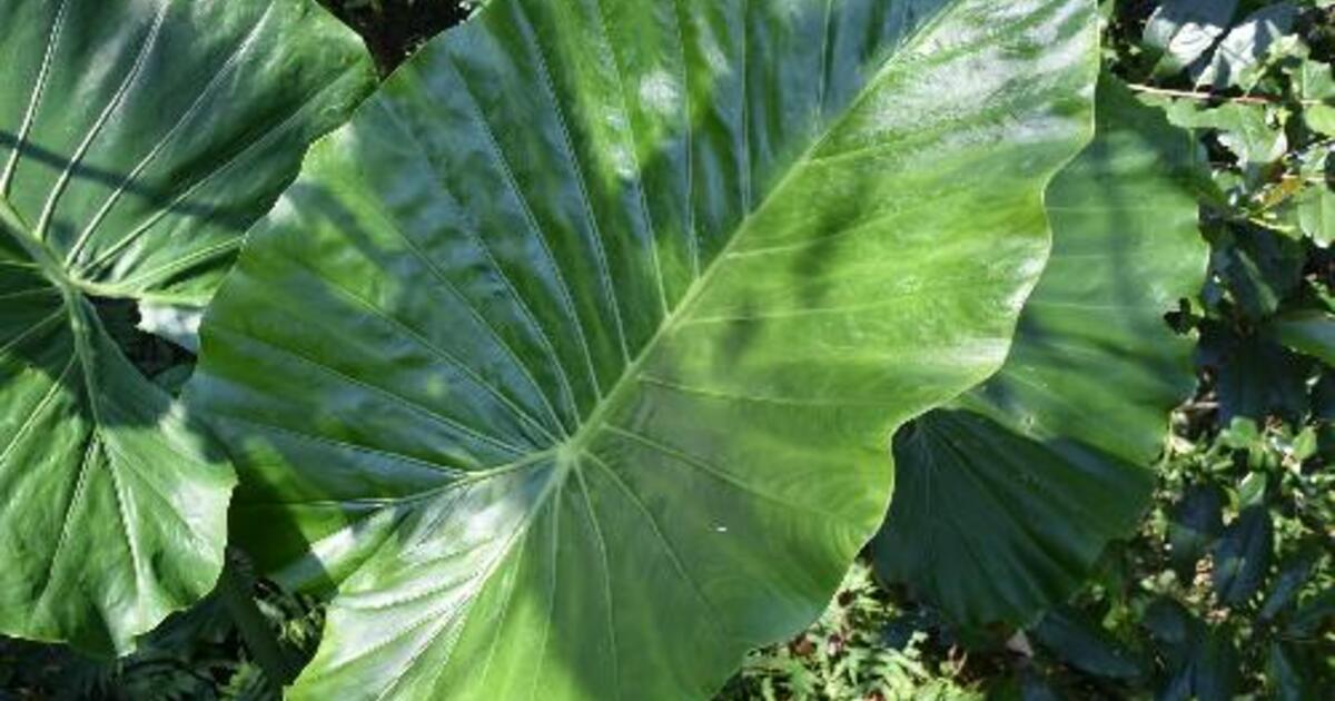 クワズイモの育て方!剪定から植え替えまで徹底解説 | ひとはな クワズイモの育て方!剪定から植え替えまで徹底解説 | ひとはな